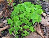 Oxalis obtriangulata