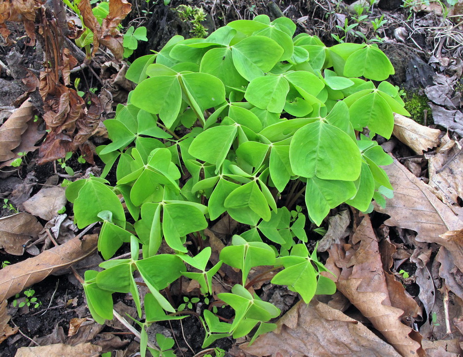 Изображение особи Oxalis obtriangulata.