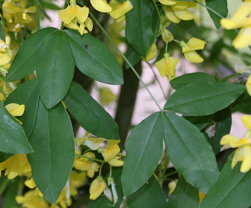 Изображение особи Laburnum anagyroides.