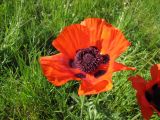 Papaver setiferum