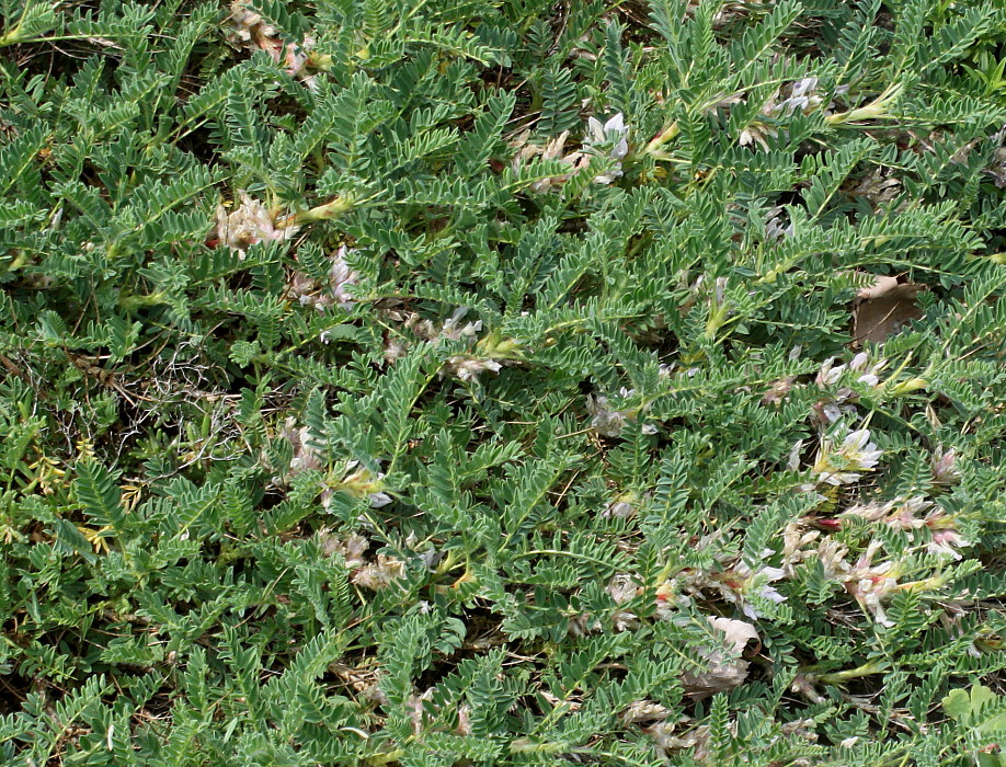 Image of Astragalus sempervirens specimen.