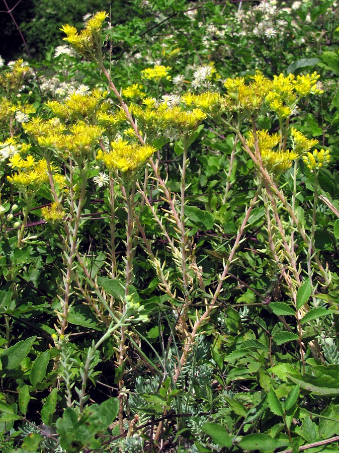 Image of Sedum reflexum specimen.