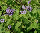 Phacelia bolanderi