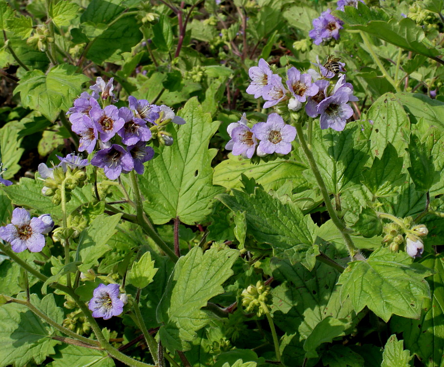 Image of Phacelia bolanderi specimen.
