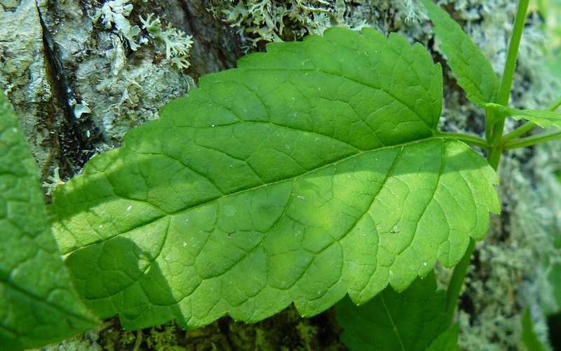 Image of Scutellaria altissima specimen.