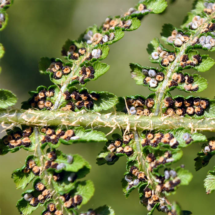 Image of Dryopteris oreades specimen.