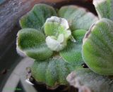 Pistia stratiotes