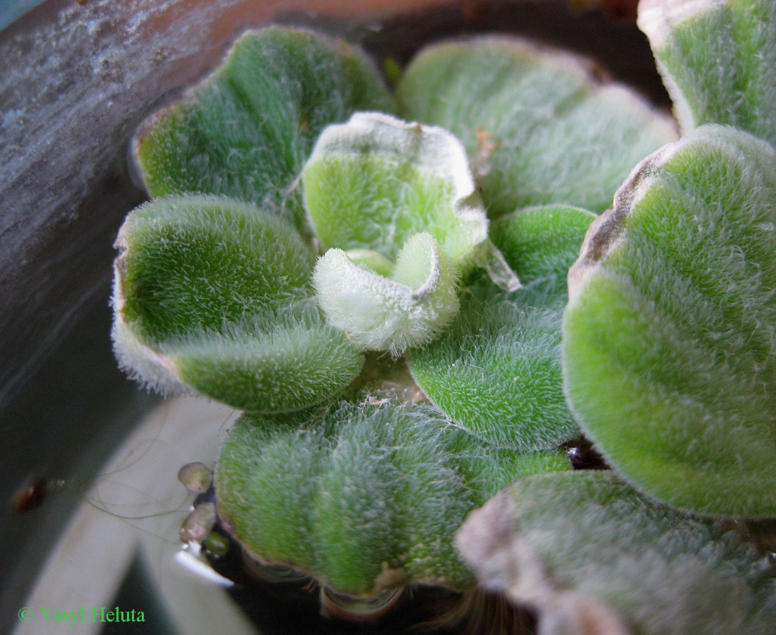 Image of Pistia stratiotes specimen.