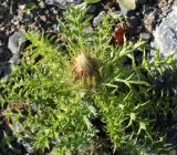 Carlina acaulis ssp. caulescens