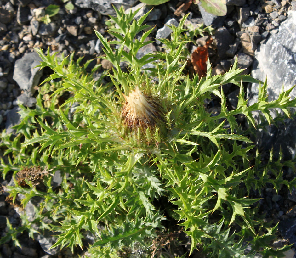 Image of Carlina acaulis ssp. caulescens specimen.