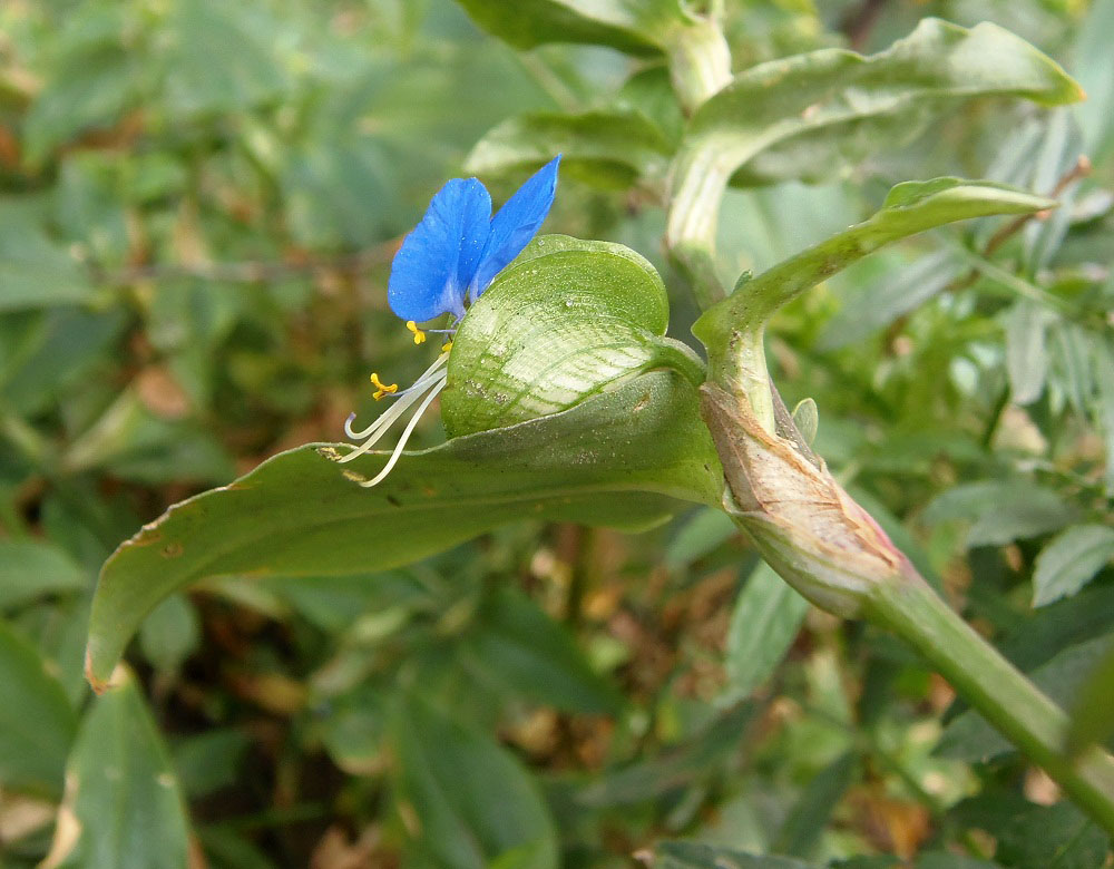 Image of Commelina communis specimen.