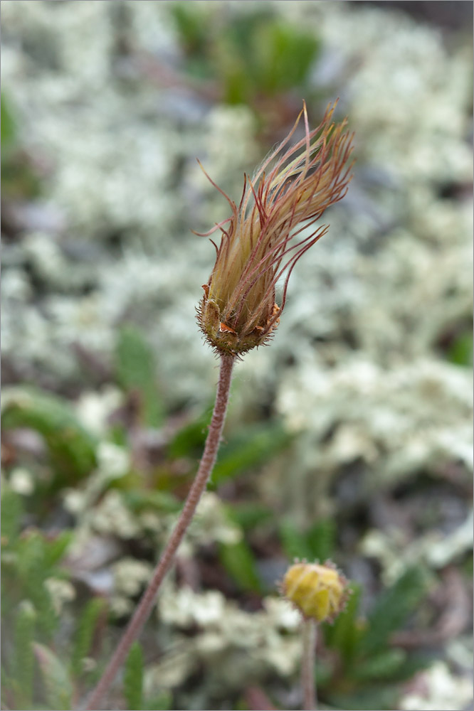 Image of Dryas octopetala specimen.