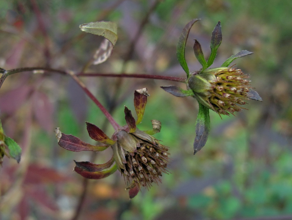 Image of Bidens frondosa specimen.