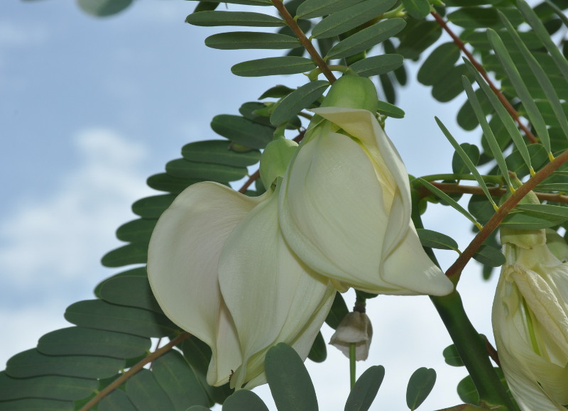 Image of Sesbania grandiflora specimen.