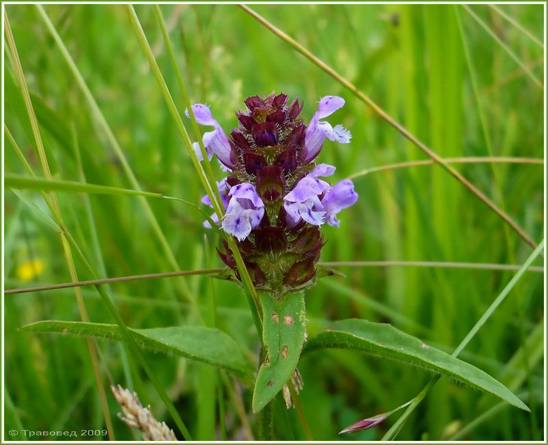 Image of Prunella vulgaris specimen.