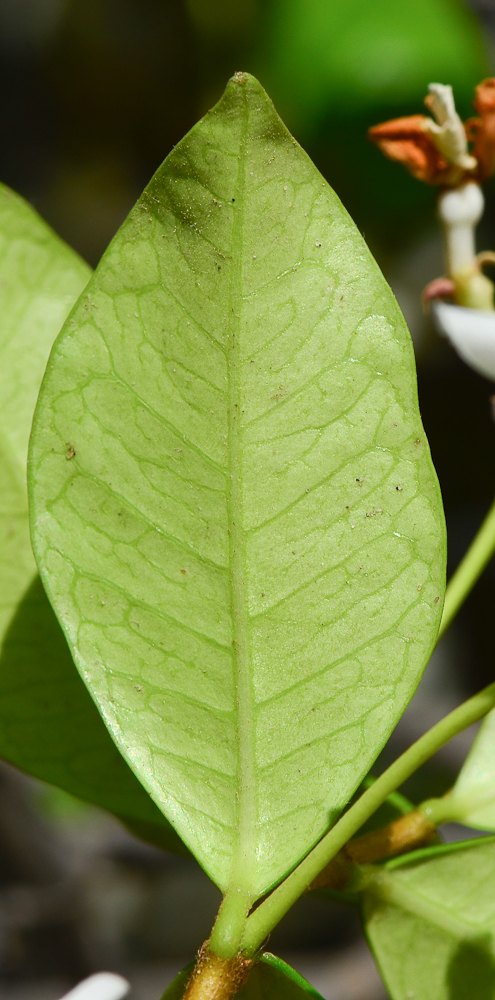 Image of Trachelospermum jasminoides specimen.