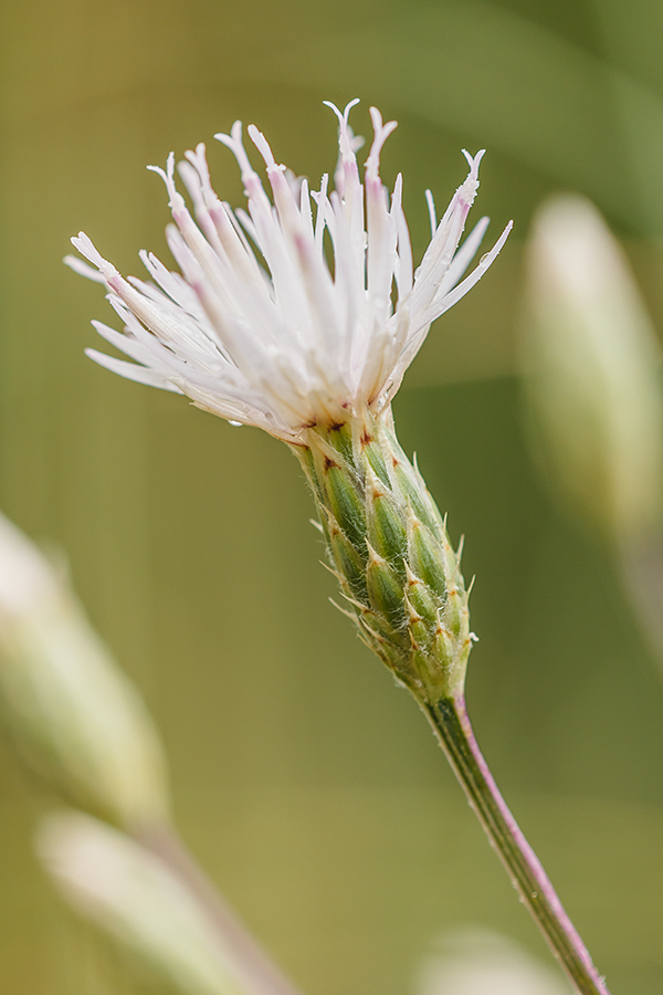 Image of Klasea erucifolia specimen.