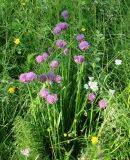 Allium schoenoprasum