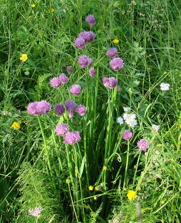 Изображение особи Allium schoenoprasum.