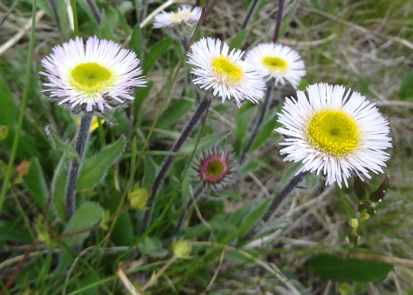 Image of Erigeron eriocalyx specimen.