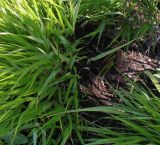 Hakonechloa macra. Нижние части побегов. Германия, г. Дюссельдорф, Ботанический сад университета. 04.09.2013.