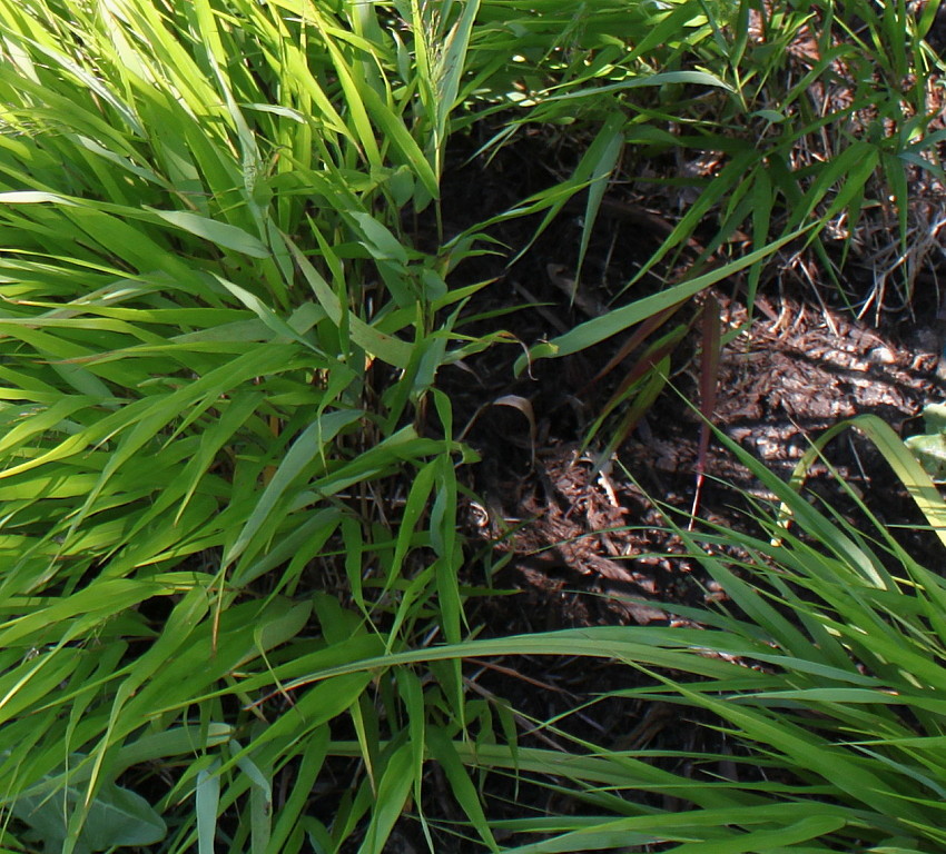 Image of Hakonechloa macra specimen.