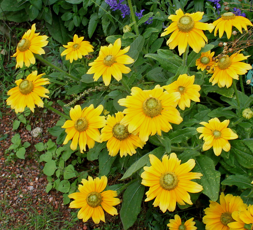 Изображение особи Rudbeckia hirta.