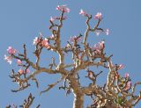 Adenium obesum подвид socotranum. Ветви с цветками. Сокотра, плато Диксам. 30.12.2013.