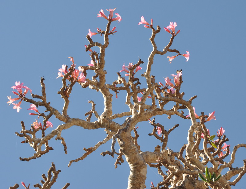 Изображение особи Adenium obesum ssp. socotranum.