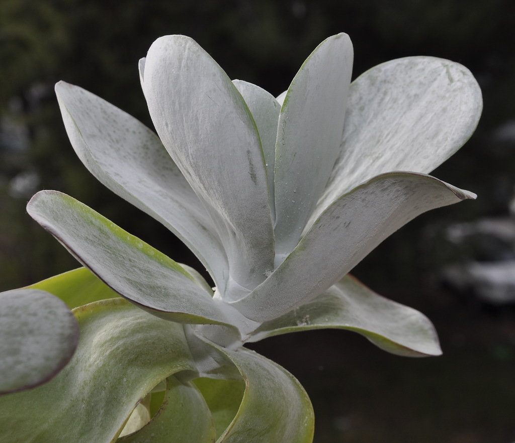 Image of Kalanchoe thyrsiflora specimen.