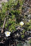 Rosa nanothamnus