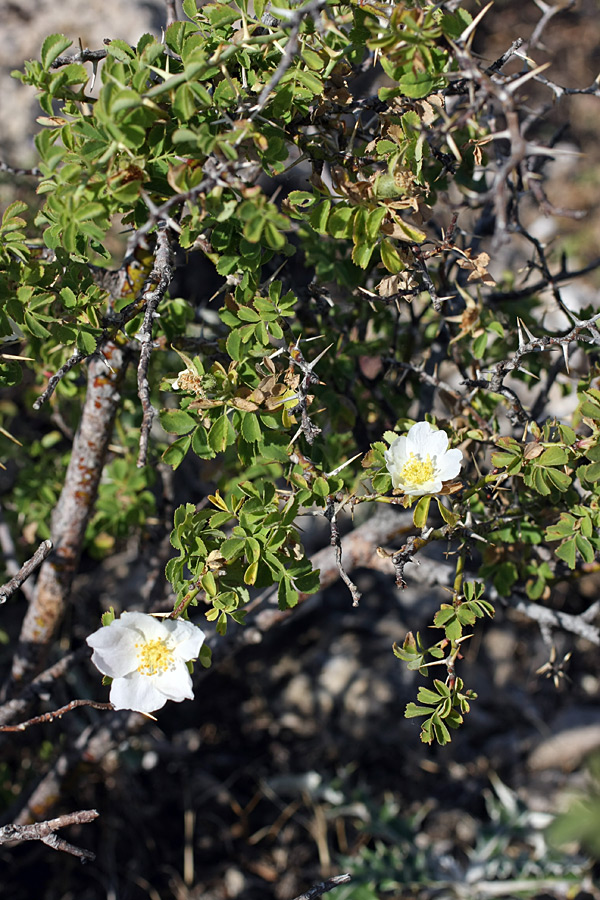 Изображение особи Rosa nanothamnus.