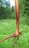 Carex hartmaniorum