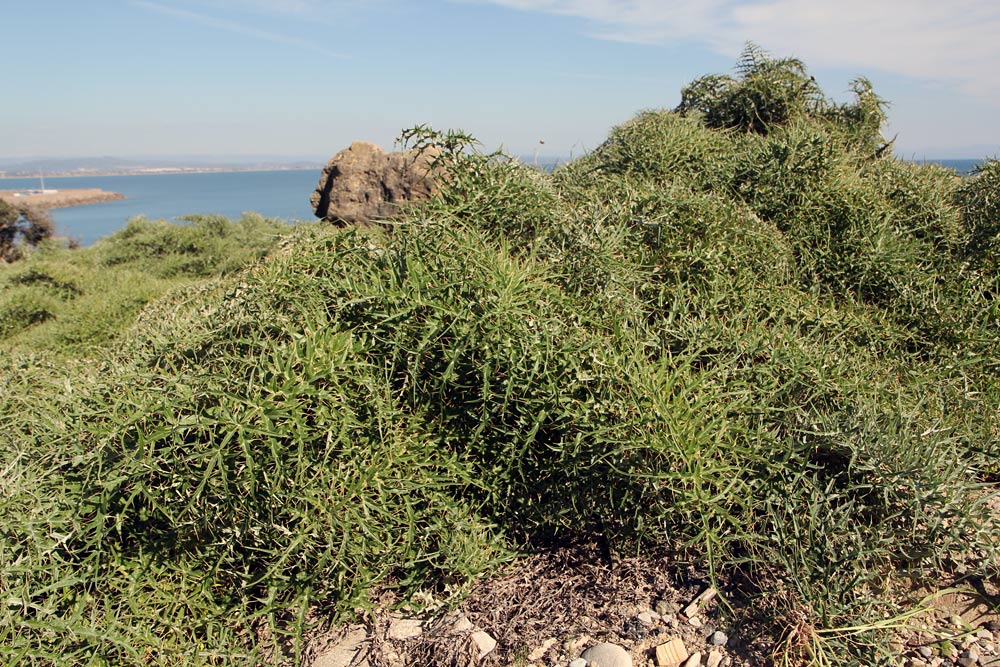 Image of Cynara cardunculus specimen.