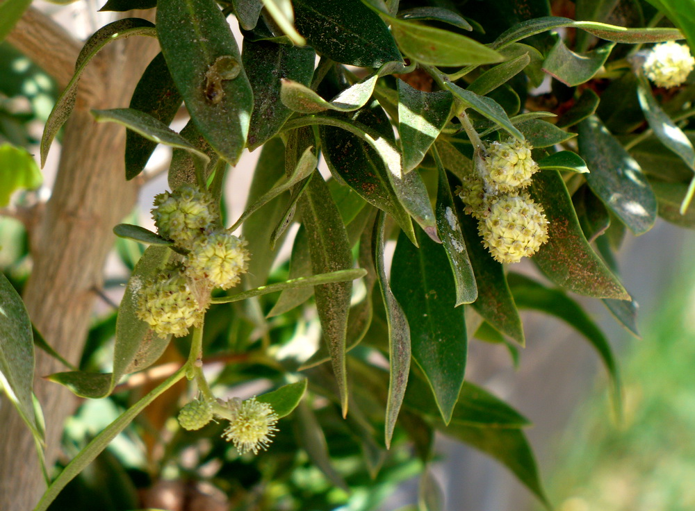 Изображение особи Conocarpus lancifolius.