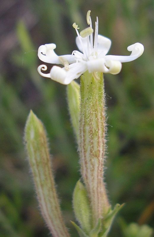 Изображение особи Silene supina.