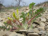 Astragalus utriger