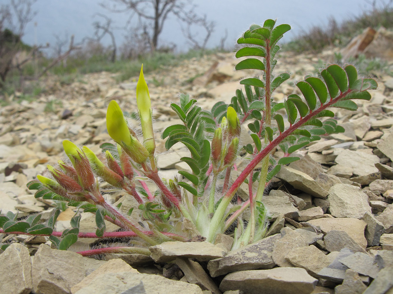 Изображение особи Astragalus utriger.