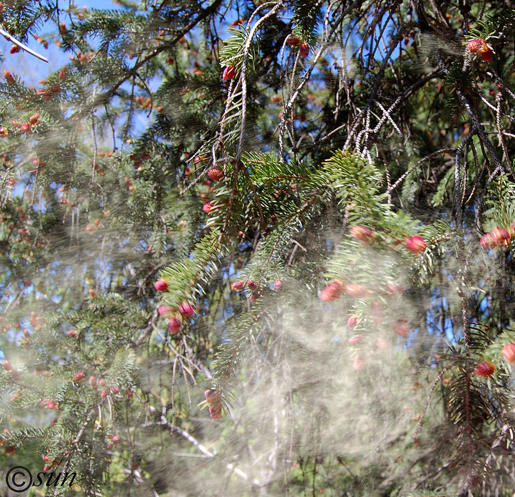 Image of Picea pungens specimen.