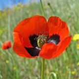 Papaver stevenianum. Цветок. Украина, Донецкая обл., Новоазовский р-н, НПП \"Меотида\", Еланчанский под. 27.04.2014.