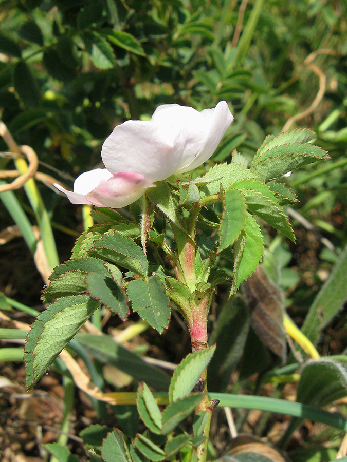 Image of genus Rosa specimen.