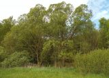 род Salix. Взрослое растение. Московская обл., Лотошинский р-н, окр. дер. Савостино. 15.05.2014.