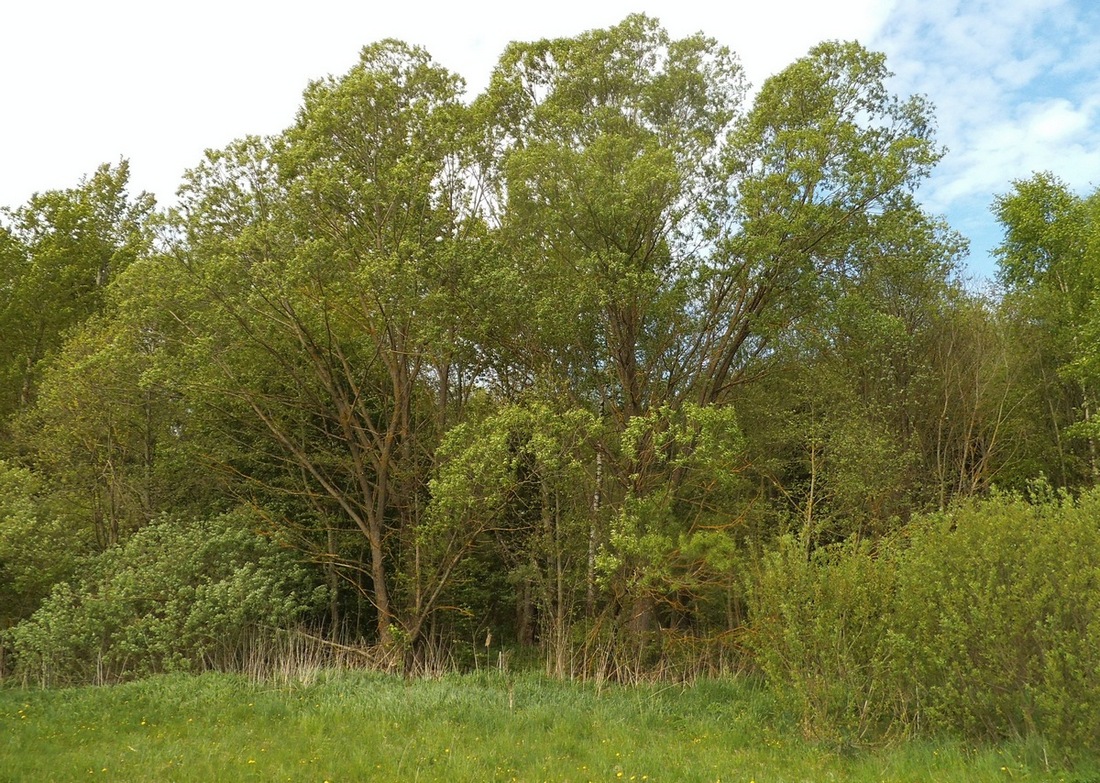 Image of genus Salix specimen.