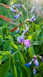 Lathyrus vernus