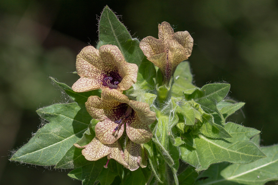 Изображение особи Hyoscyamus niger.