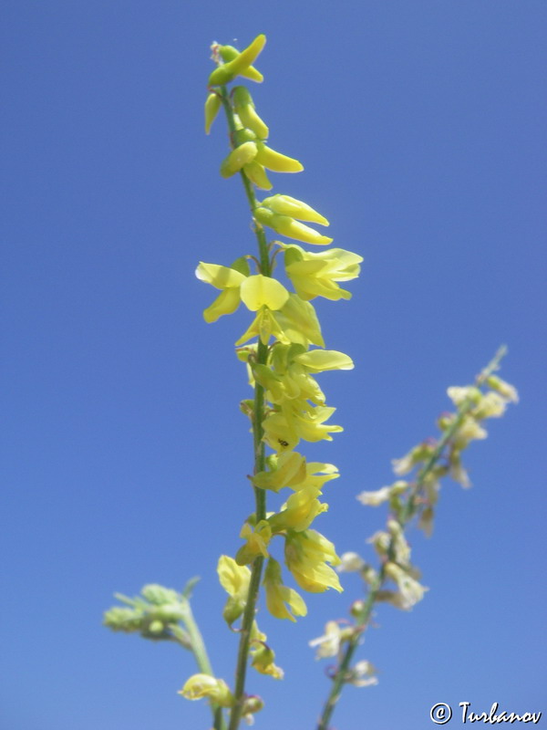 Image of Melilotus officinalis specimen.