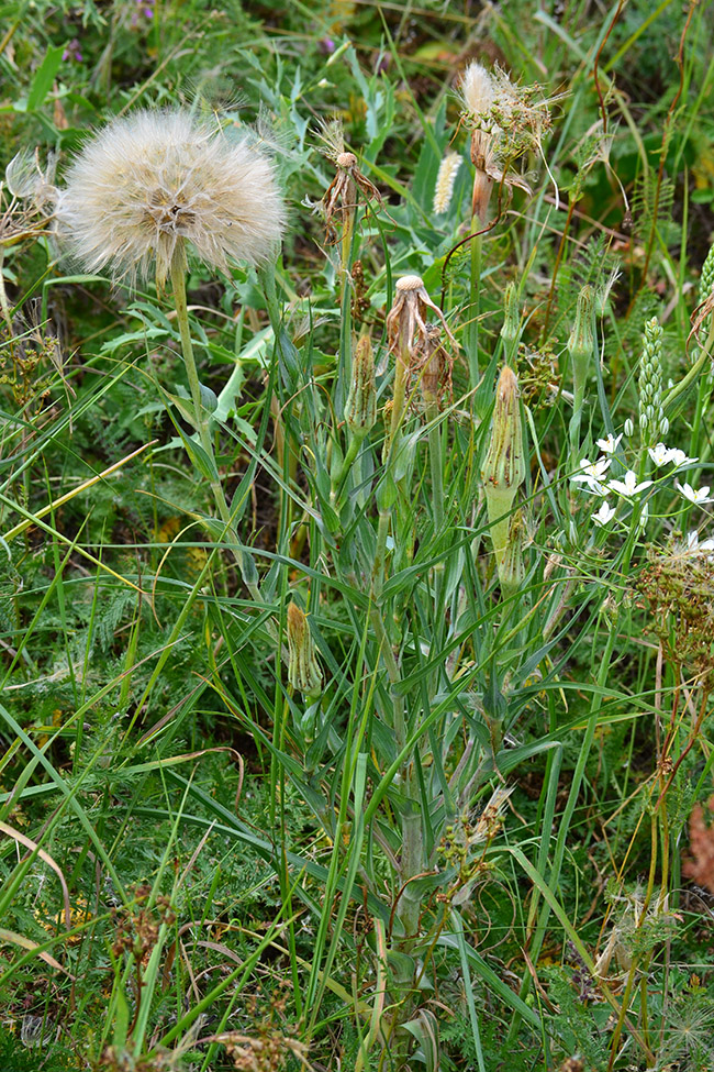 Image of Tragopogon dubius ssp. major specimen.