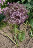 Allium cristophii