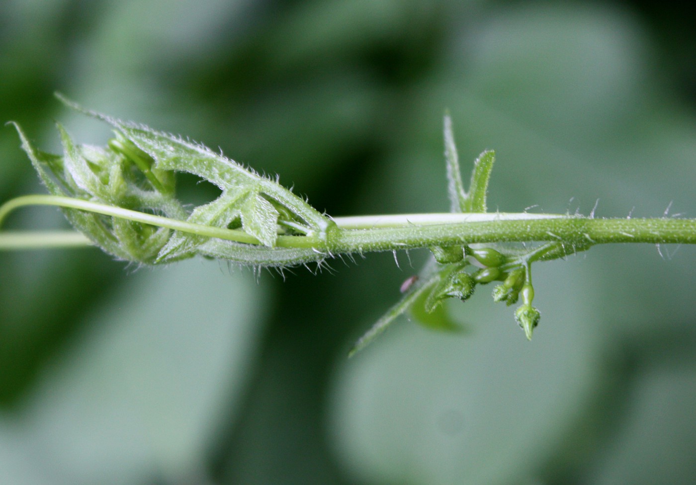 Image of Bryonia dioica specimen.