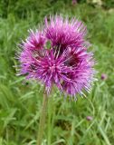 Cirsium rivulare